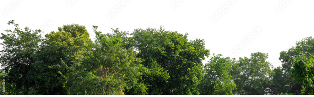 Forest and foliage in summer isolated on transparent background with cut path and alpha channel, high resolution. Forest and foliage in summer isolated on transparent background with cut path and alpha channel, high resolution.