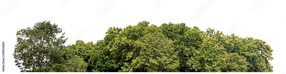 Forest and foliage in summer isolated on transparent background with cut path and alpha channel, high resolution. Forest and foliage in summer isolated on transparent background with cut path and alpha channel, high resolution.