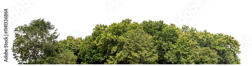 Forest and foliage in summer isolated on transparent background with cut path and alpha channel, high resolution.