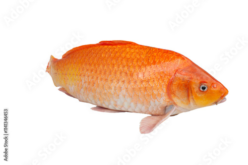 Cyprinus carpio,carp, common carp no white background.