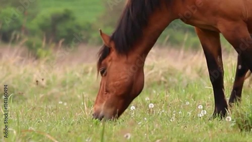 brown horse eating grass in the meadow, horse eating grass