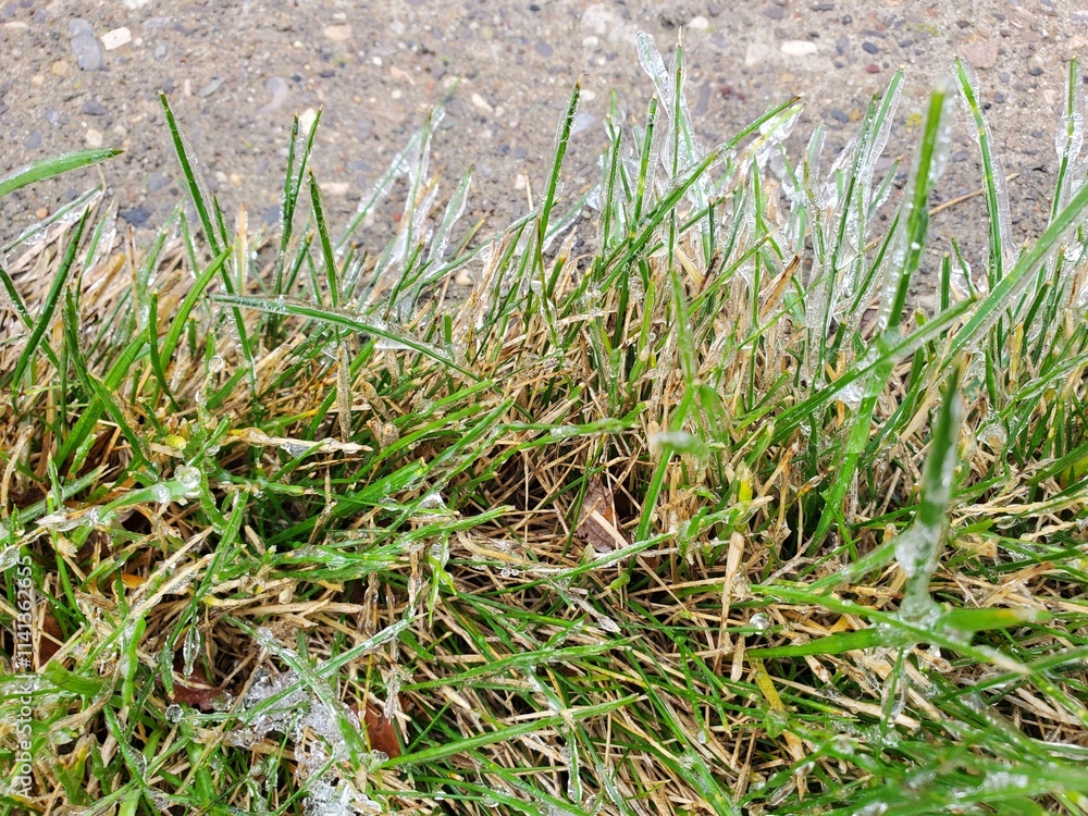 Frozen Grass Coated In Ice From Morning Dew Frozen Grass Coated In Ice From Morning Dew