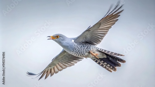 A Common Cuckoo Bird In Flight with Its Mouth Open