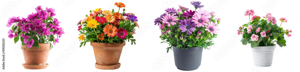 Collection of Bright and Colorful Flower Pots Arrangement for Home Decor Collection of Bright and Colorful Flower Pots Arrangement for Home Decor