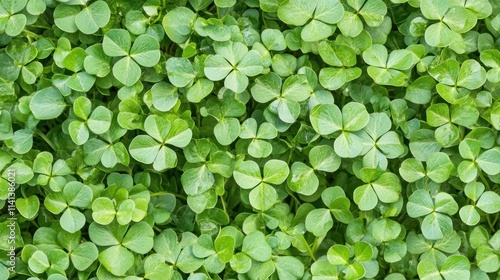 Lush green clover leaf background texture. (1)