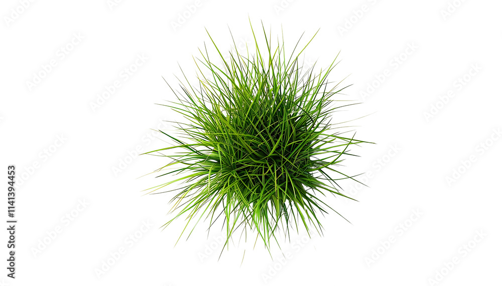 Green Grass Tuft: A vibrant and lush tuft of green grass, captured from a top-down perspective, offering a refreshing and natural element for design projects. Green Grass Tuft: A vibrant and lush tuft of green grass, captured from a top-down perspective, offering a refreshing and natural element for design projects.