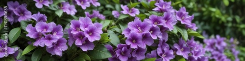 Brunfelsia purple flowers in a garden with lush greenery, botanical, flora, nature