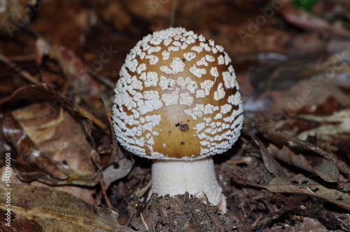 テングタケの幼菌 photo