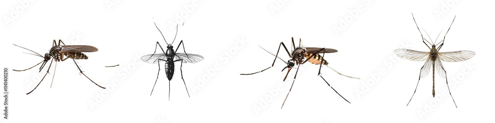 Collection of Detailed Illustration of Various Mosquito Species in Close-Up View Collection of Detailed Illustration of Various Mosquito Species in Close-Up View