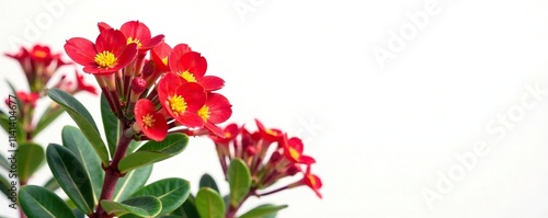 Euphorbia milii with red flowers on a white background, colorful, flowers photo