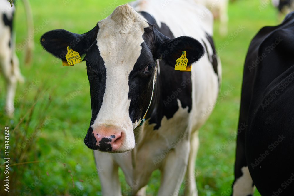 Cow pasture. Cow pasture grass. Cow on green meadow. Cow grazing on green field with fresh grass. Holstein cows. Cows in a field. Cow pasture. Cow pasture grass. Cow on green meadow. Cow grazing on green field with fresh grass. Holstein cows. Cows in a field.