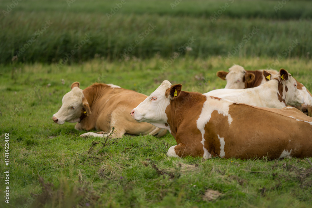 Cows grazing on a summer day on a meadow. Cow on field. Cow grazing on green meadow. Cows grazing on farmland. Cattle pasture in a green field. Cows in a field on a Cattle farm. Organic milk from Cows grazing on a summer day on a meadow. Cow on field. Cow grazing on green meadow. Cows grazing on farmland. Cattle pasture in a green field. Cows in a field on a Cattle farm. Organic milk from