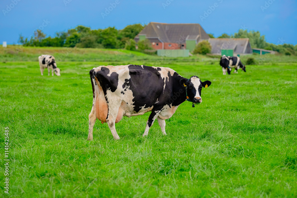 Domestic Farming. Grazing cows. Cows at field. Cow herd at green pasture. Countryside landscape and pasture for cows. Cow herd in the countryside. Cows on farmland. Domestic Farming. Grazing cows. Cows at field. Cow herd at green pasture. Countryside landscape and pasture for cows. Cow herd in the countryside. Cows on farmland.