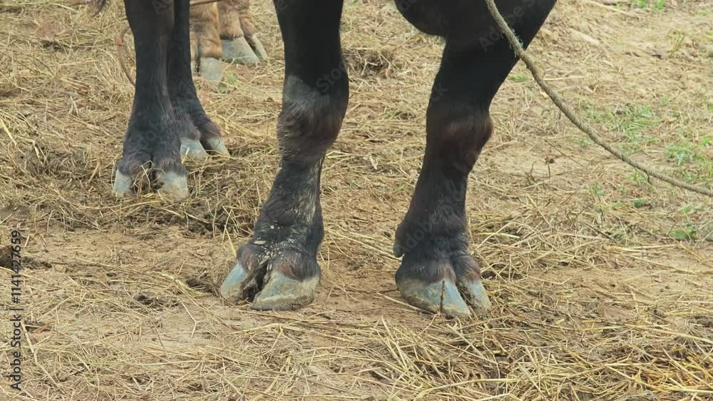 Close up ,Buffalo legs in Thailand, leg of buffalo Close up ,Buffalo legs in Thailand, leg of buffalo
