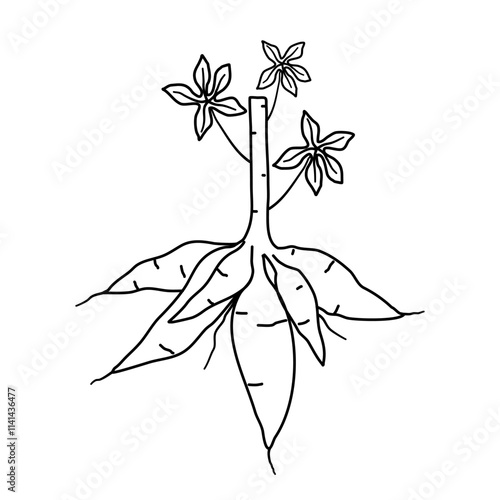 hand drawn sketch of cassava roots