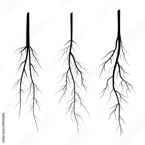 tap root silhouette collection
