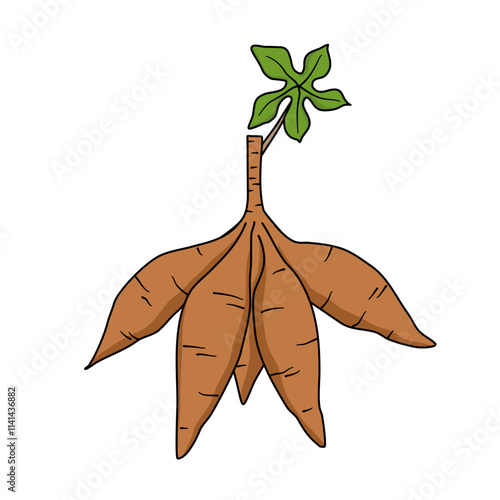 cassava root illustration