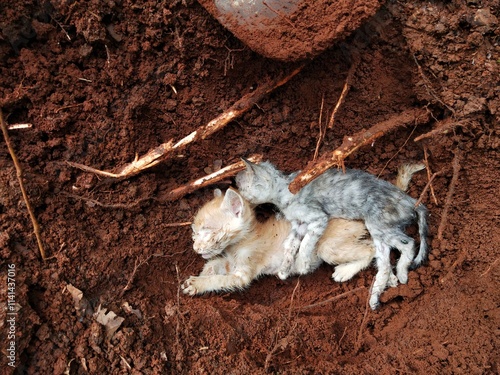 Close up of two bodies of kitten on their grave hole