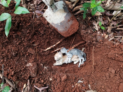 Burial of two dead kitten