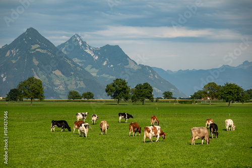 Grazing cows. Cows at field. Cow herd at green pasture. Countryside landscape and pasture for cows. Cow herd in the countryside. Cows on farmland. Farming. photo