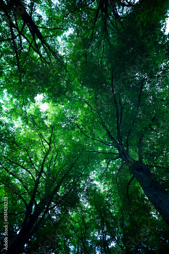 Green leaf background. Green leaf forest on blurred greenery background. Leaves background. Green nature background. Green leaf in forest. Leaves plants blurred backdrop.