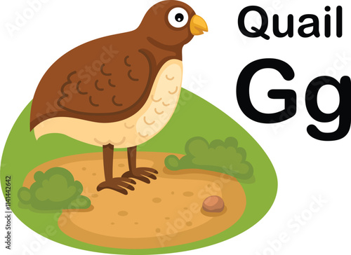 Alphabet Letter Q-Quail with cartoon vocabulary illustration, vector