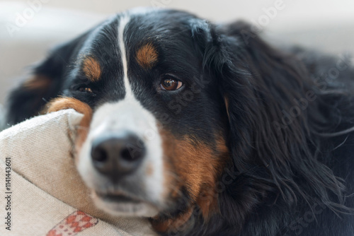 bernese mountain dog portrait