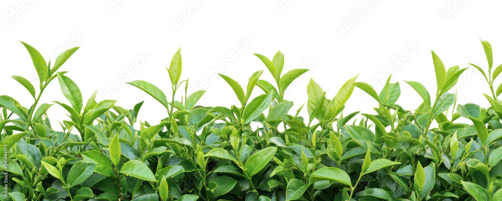 Fototapeta premium PNG Real green tea bush background leaves plants.