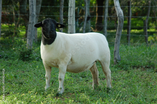 female dorper ram very awarded in Brazil. The Dorper is a breed developed in South Africa