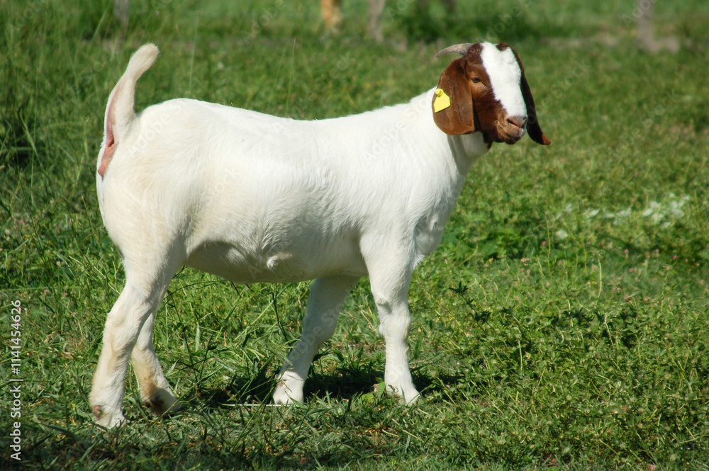 young female boer goats on the farm young female boer goats on the farm