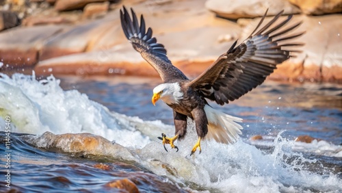 Bald Eagle Descending Into Rushing Water
