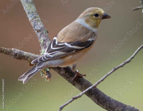 Gold Finch Perched