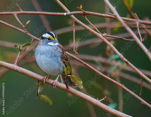 Sparrow perched on a branch