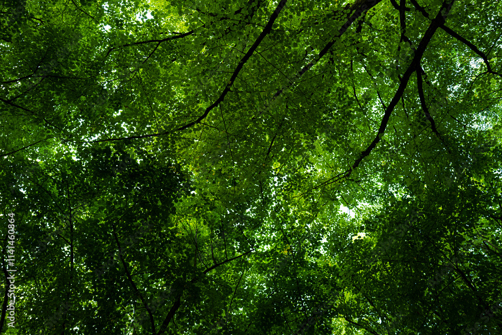 Leaves background. Green nature background. Green leaf in forest. Green leaf background. Green leaf forest on greenery background. Leaves plants backdrop. Leaves background. Green nature background. Green leaf in forest. Green leaf background. Green leaf forest on greenery background. Leaves plants backdrop.