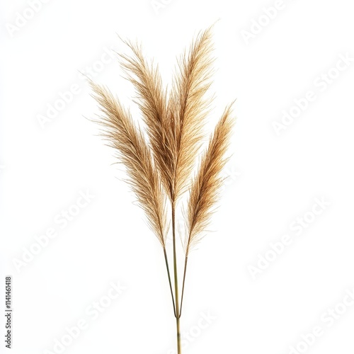 Beige pampas grass stems, artificial, decorative.