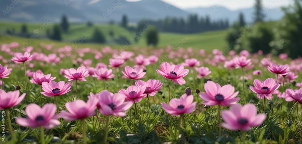 Pink anemone flowers in a field with blurred effect , pink anemone, ranunculaceae, flowers Pink anemone flowers in a field with blurred effect , pink anemone, ranunculaceae, flowers