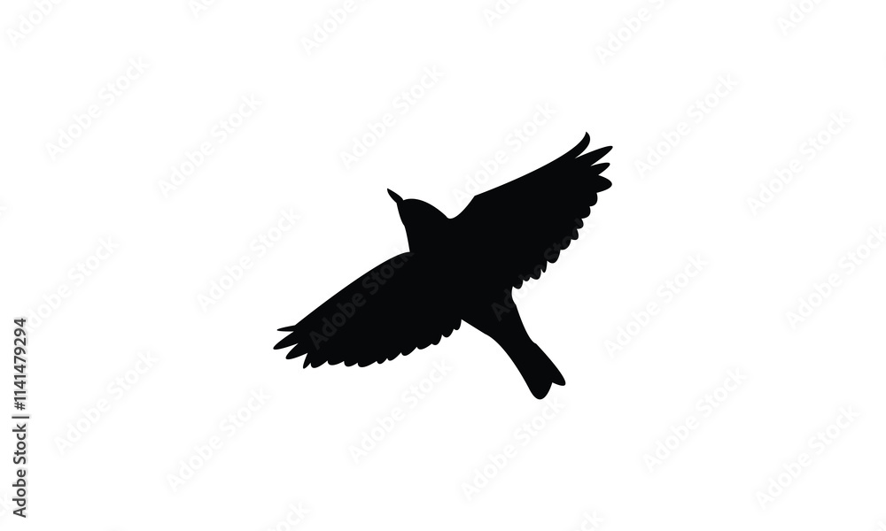 Flying Thrush Bird Silhouette Design And Vector Illustration. Flying Thrush Bird Silhouette Design And Vector Illustration.