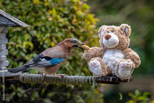 ein Eichelhäher frisst einer Erdnuss, daneben sitzt ein Teddy 