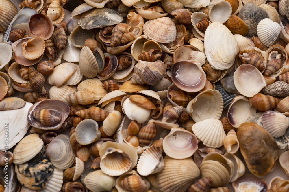 Sea shells. Marine mollusk shell. Marine background. Texture of the ocean shells. Seashell background. Sea shells pattern. Seashell background. Sea shells. Marine mollusk shell. Marine background. Texture of the ocean shells. Seashell background. Sea shells pattern. Seashell background.