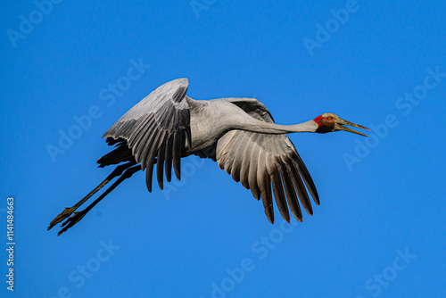 Brolga crane 0001 photo