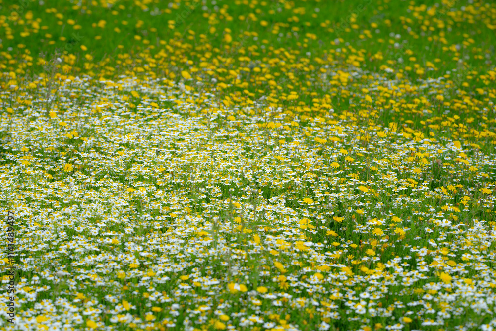 Fototapeta premium Spring chamomile field. Natural herbal treatment. Chamomile flowers field. Summer Daisies. Blooming medical chamomilles.