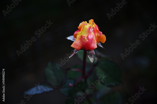 red rose