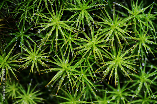 close up of moss