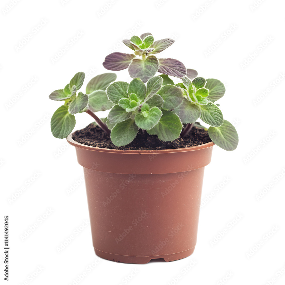Lush Green Succulent Plant Growing in Brown Pot on White Background Lush Green Succulent Plant Growing in Brown Pot on White Background