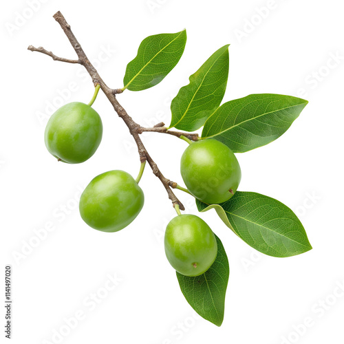 Branch of Kakadu plum isolated on transparent background remove Png, clipping path