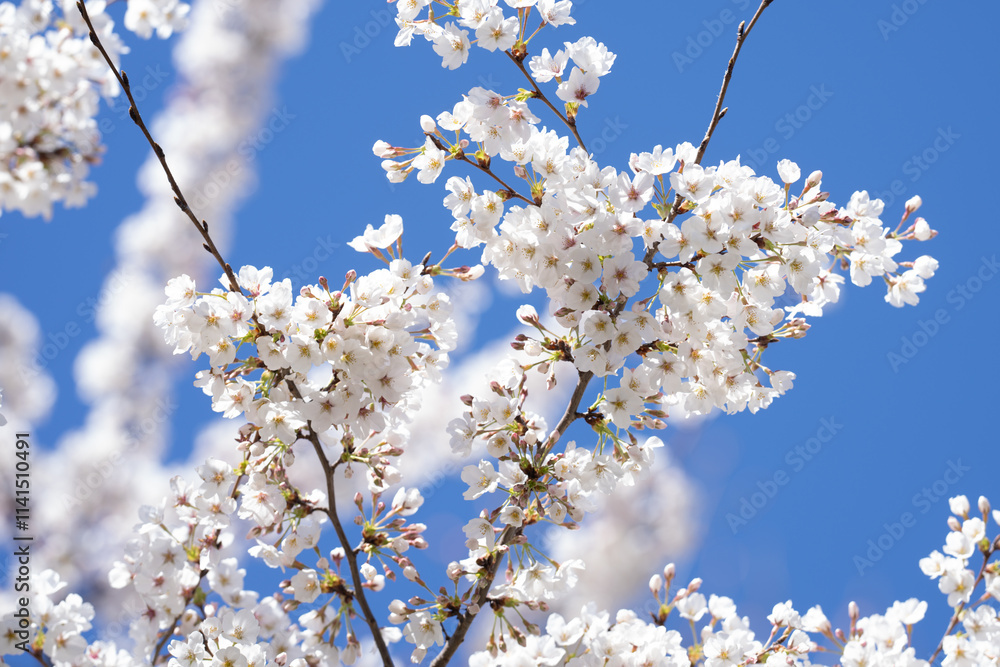 White blossom tree. Spring flower background. Blossom cherry tree in spring time. Blossom tree over blue sky. Blossoming tree brunch with white flowers. White blossom tree. Spring flower background. Blossom cherry tree in spring time. Blossom tree over blue sky. Blossoming tree brunch with white flowers.