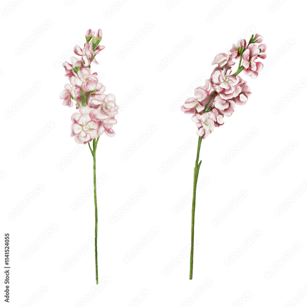 Mathiolla flowers. Set of pink delicate inflorescences. There are many small flowers on the long stem. Watercolor illustration. Set of drawings. No background