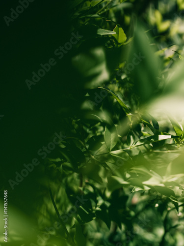 Green foliage
