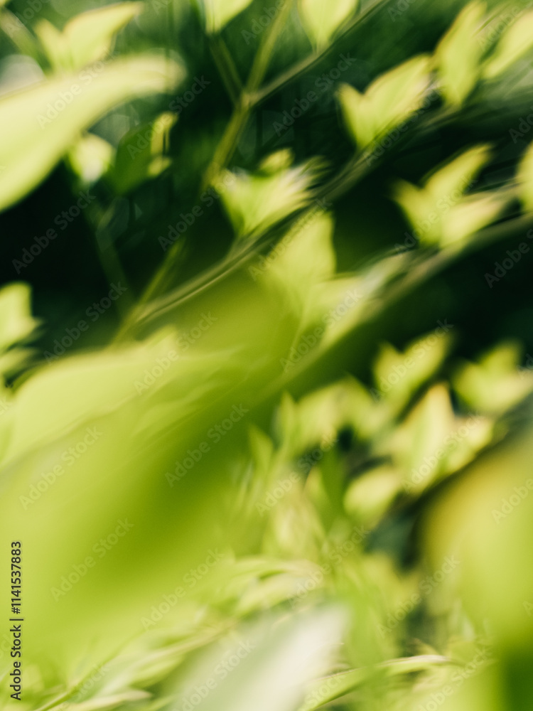 custom made wallpaper toronto digitalAbstract green nature motion blur