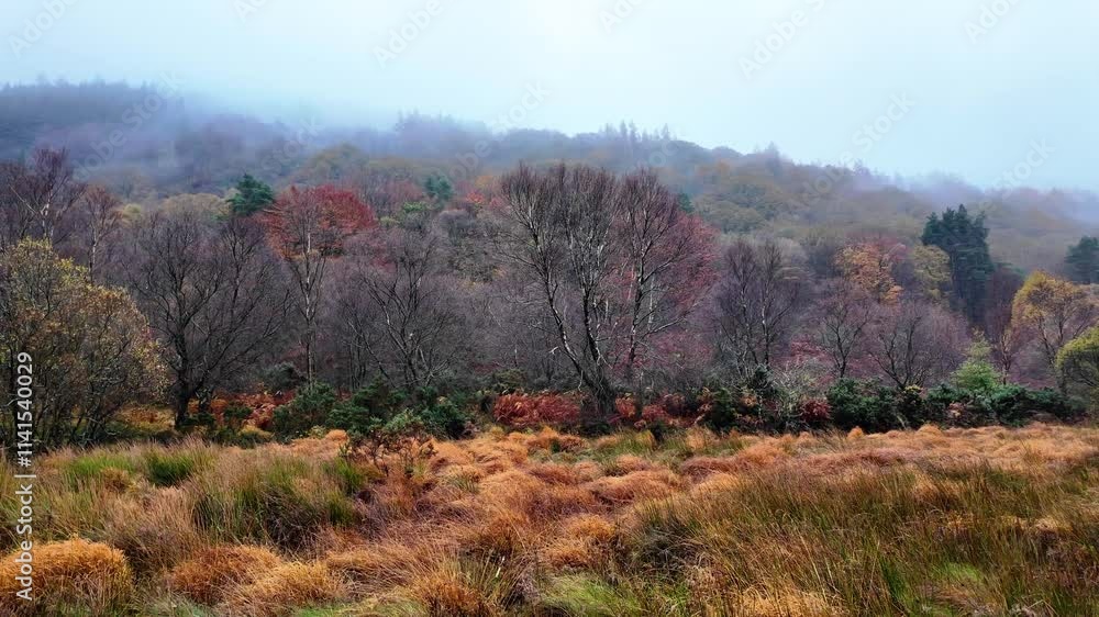Ireland Epic Locations rustic winter beauty of Ireland at Glendalough Wicklow early on a misty winter morning Ireland Epic Locations rustic winter beauty of Ireland at Glendalough Wicklow early on a misty winter morning